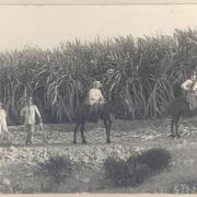 [Trabajadores descansando en el campo,en una plantacion de caña de azucar en Tacna]