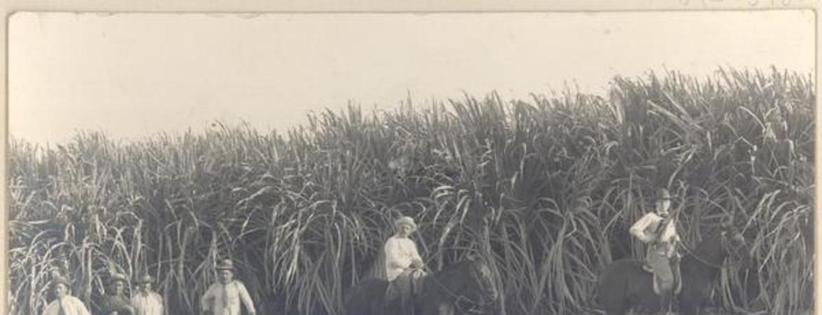 [Trabajadores descansando en el campo,en una plantacion de caña de azucar en Tacna]
