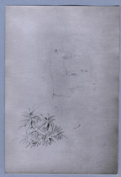 [Boceto de flores]