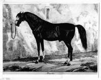 [Caballo, titulado "Mameluc"]