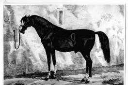 [Caballo, titulado "Mameluc"]