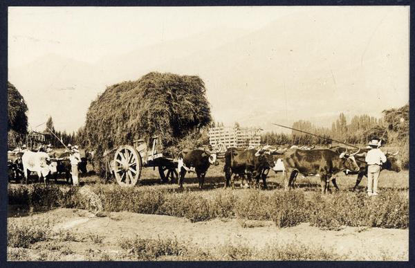 [Carreta de campo tirada por bueyes]