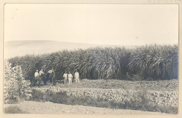 [Trabajadores descansando en el campo, atrás un sembradío de caña de azúcar]