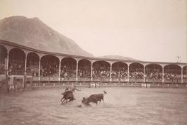 [Plaza de Toros, con un toro y un caballo, Perú [Plaza de Toros, con un toro y un caballo, Perú