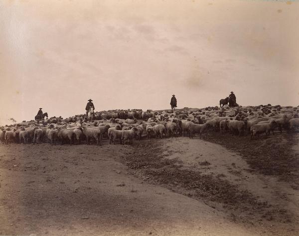 [Arrieros a caballo con ovejas en las lomas de un cerro]