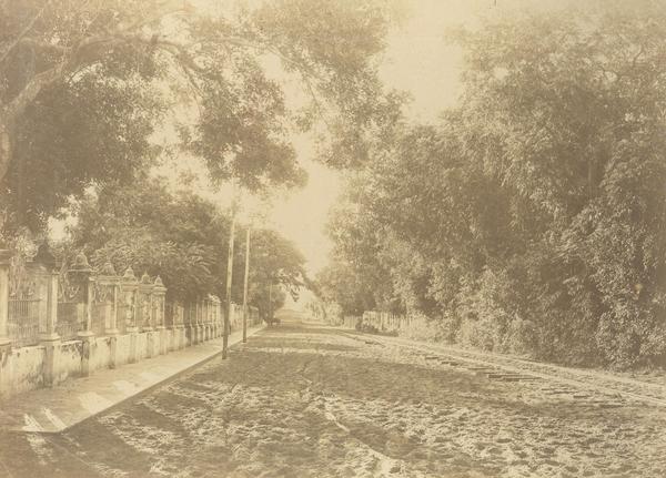 [Calle de tierra, con árboles en sus costados]