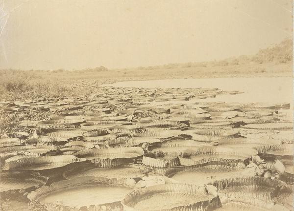 [Laguna con plantas flotantes de agua]