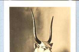 The Golden Cow Tutankhamen series. The Golden Cow Tutankhamen series.