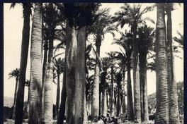 Las Palma (Curicó) Las Palma (Curicó)
