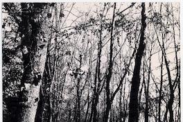 Parque Forestal Parque Forestal