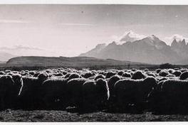 [En primer plano un rebaño de ovejas, al fondo la] Cordillera del Paine