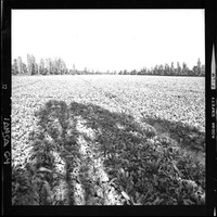 [Iansa (Chile) : Cosecha de la remolacha azucarera en la Planta Linares]