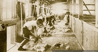 Esquila a máquina en la Estancia Entre Vientos, Magallanes, 1920.