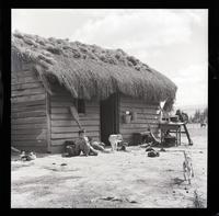 Mapuches