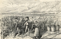 Cosecha de vid en Viña Macul, Santiago, hacia 1889.