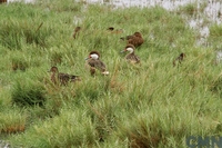 Humedal de la desembocadura del ro Lluta