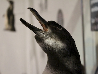 Alerta Pinginos en Peligro