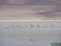 Salar de Huasco