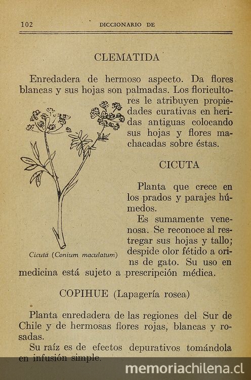 Pie de foto: Sobre la infusión de la raíz de Copihue, 1933. Pie de foto: Sobre la infusión de la raíz de Copihue, 1933.