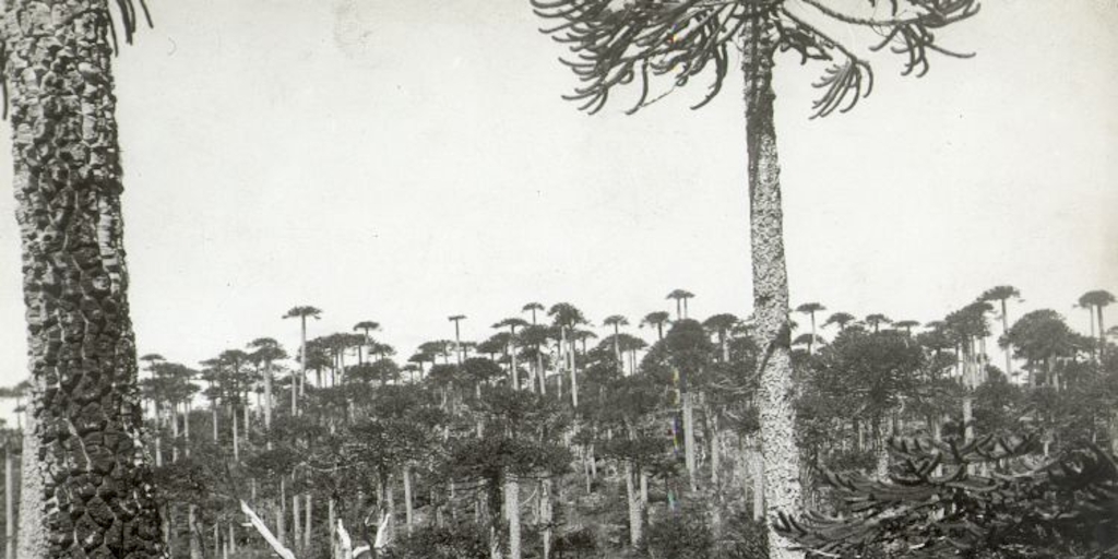 Bosque de araucarias, mediados del siglo XX