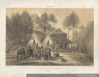 Los pinales de Nahuelbuta