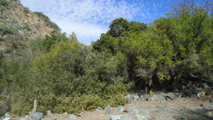 Imagen de Se oficializa la creación del Santuario de la Naturaleza Quebrada Llau llau.