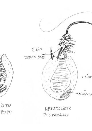 Imagen de los nematocistos (Herman Nuez)