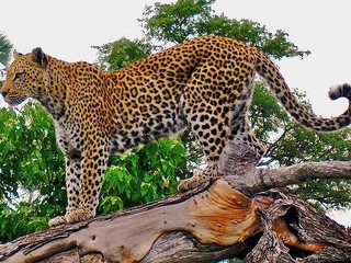 Panthera pardus