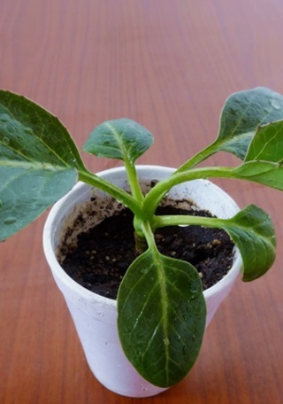 imagen imagen_portada.jpg