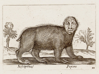 Papione cercopithecus