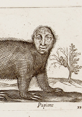 Papione cercopithecus