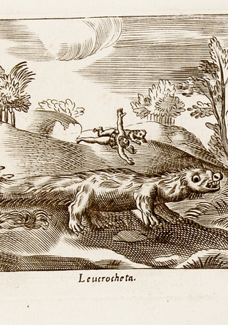 Leucrocheta