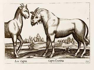 Capra leonina
