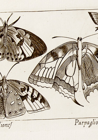 Papiliones y Pargaglioni