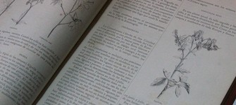 Las plantas que curan y las plantas que matan