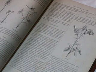 Las plantas que curan y las plantas que matan