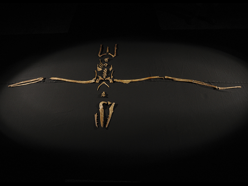 Pelagornis chilensis. Bahía Inglesa. Museo Nacional de Historia Natural. Pelagornis chilensis. Bahía Inglesa. Museo Nacional de Historia Natural.