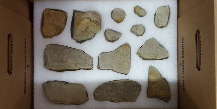 Restos de f�siles de hoja en Valpara�so