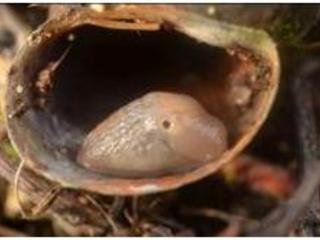 Especie de babosa Deroceras sp