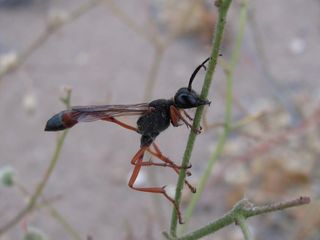 Ammophila laeviceps en Cristaria.