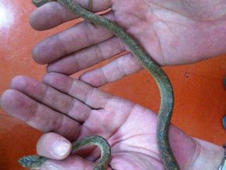 Imagen de la serpiente