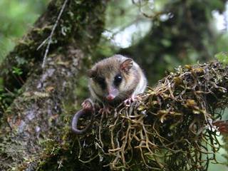 Monito del Monte (Juan Celis).