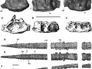 Detalle de los huesos