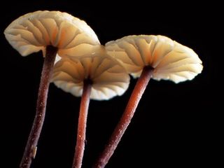 Marasmius ramealis.
