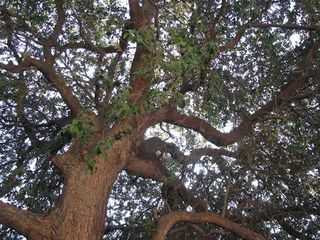 Imagen de molle tomada por Gloria Rojas.