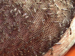 Detalle avispas en superficie (Foto: Catalina Seguel M.)