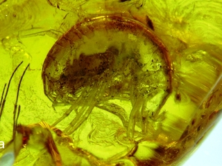 Inclusin en mbar del Eoceno. Fsiles de anfpodos del gnero Palaeogammarus.