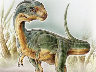 Chilesaurus diegosuarezi (Ilustracin: Gabriel Lio)