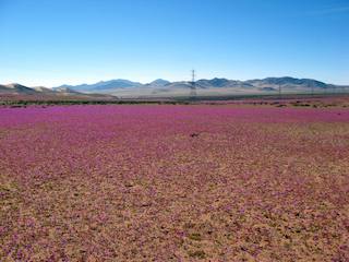 Cistanthe grandiflora (Foto: Jaime Acevedo).