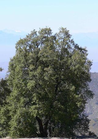 Quillay (foto: Gloria Rojas).